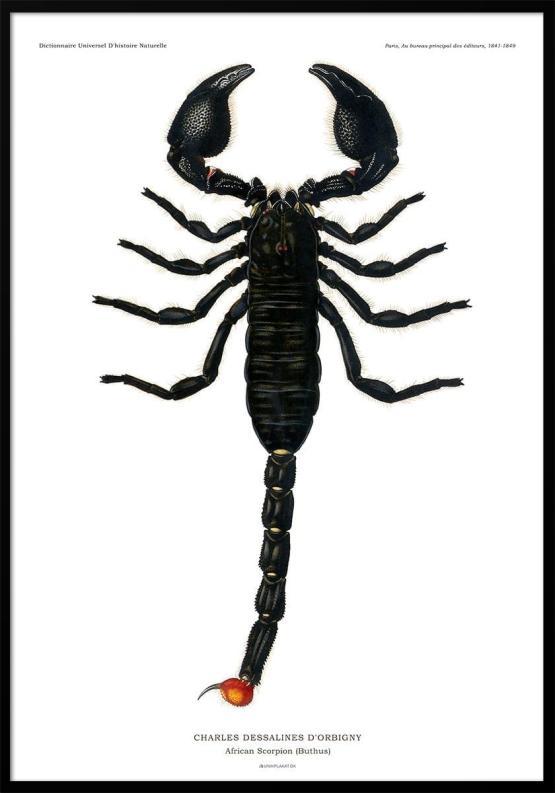 Skorpion Plakat fra UnikPlakat.dk - Unik Kunst til Dit Hjem